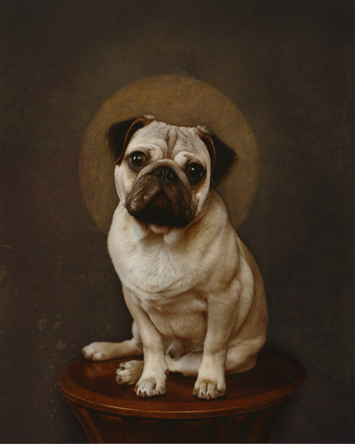 Pug dog as a Saint with a halo by Claudine Williams
